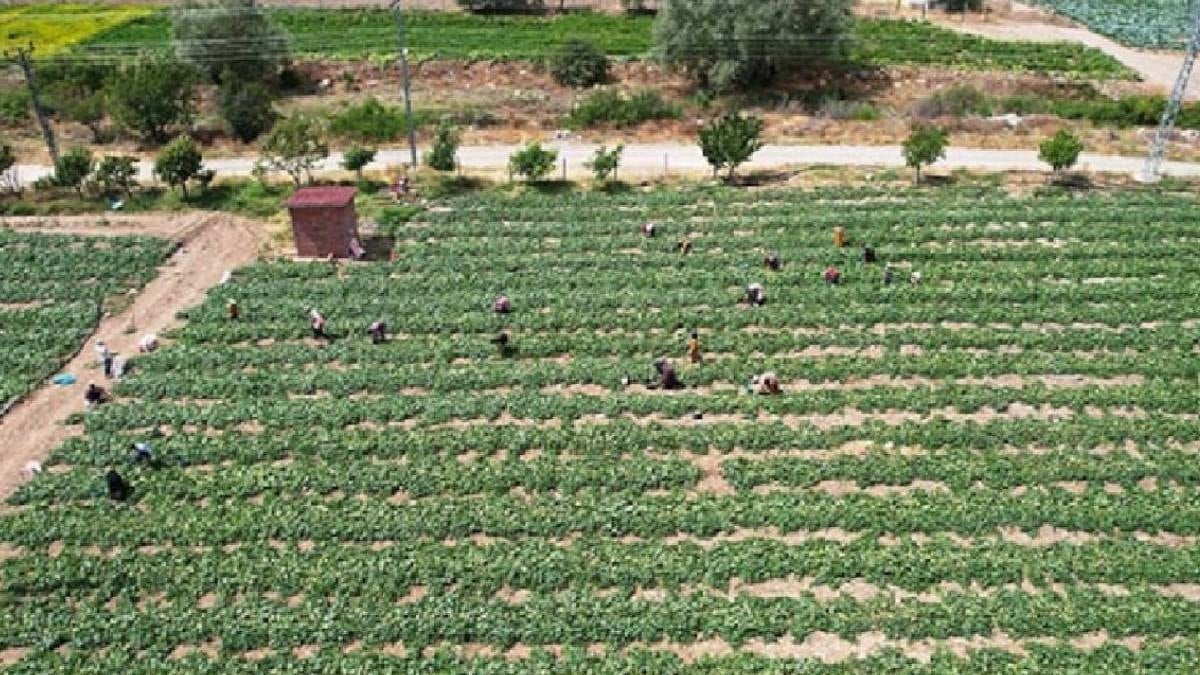 Rekor hasat verdi: Binlerce ton ücretsiz dağıtıldı