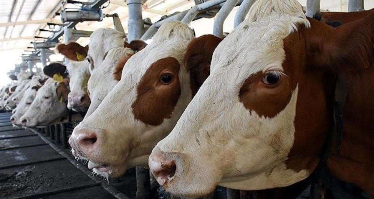 O dertten kurtulmak için inekleri zebra gibi siyah beyaz boyadılar