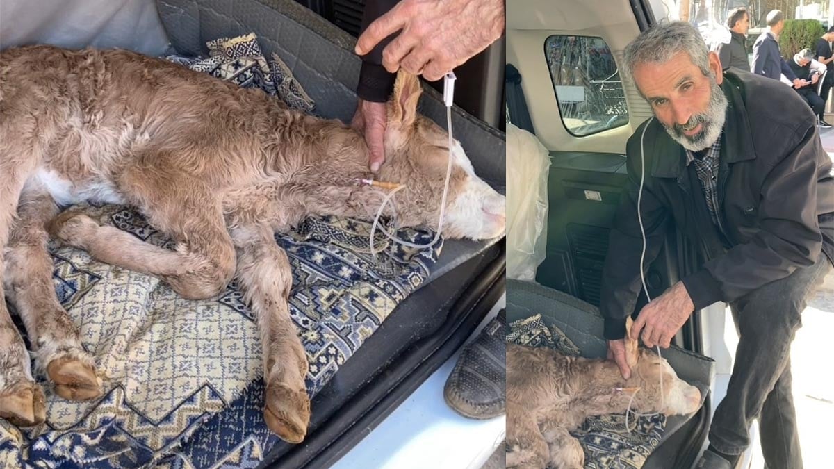 4 günlük buzağısını uzun hava ile tedavi etmeye çalıştı