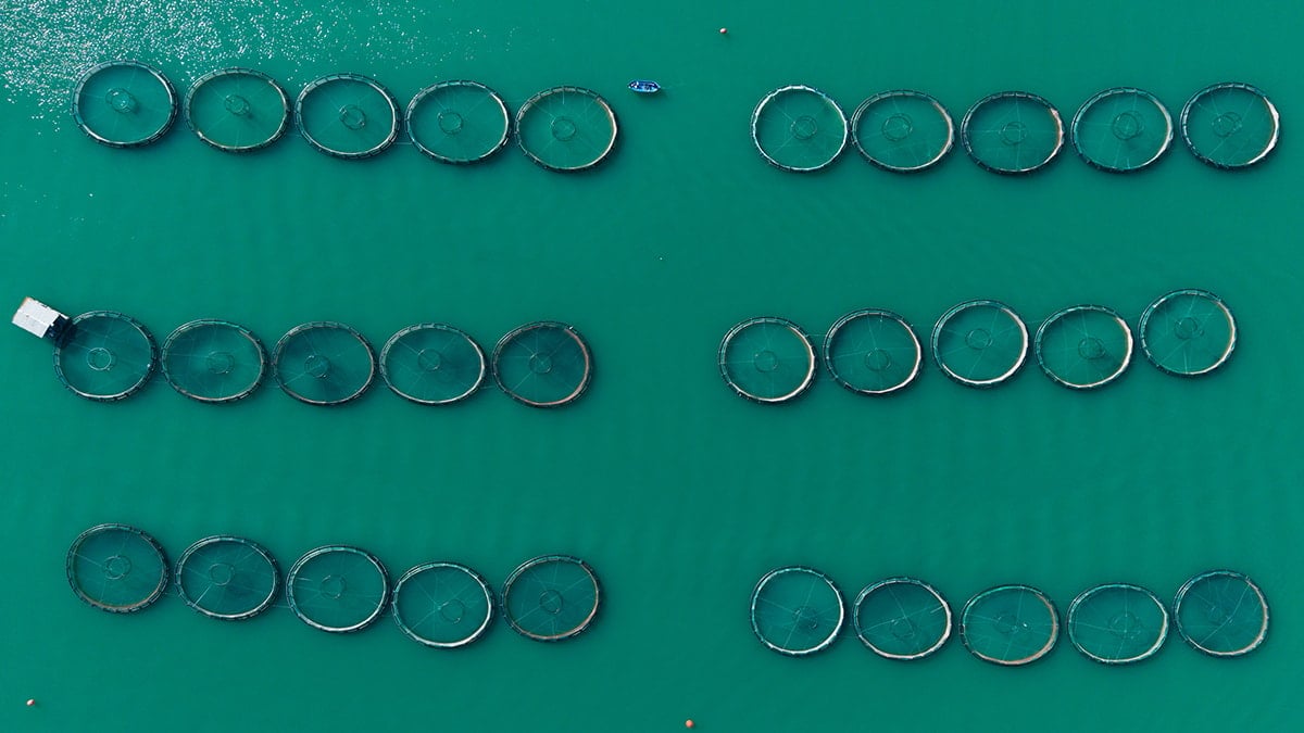 Denizi olmayan şehirde yetiştirip, yurt dışına satıyorlar