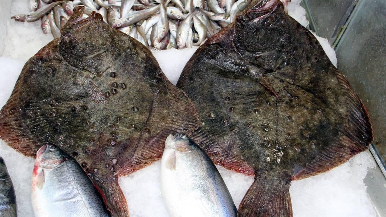 Yasa dışı kalkan avına darbe: 1,8 ton balığa el konuldu, gemi 1 ay men edildi