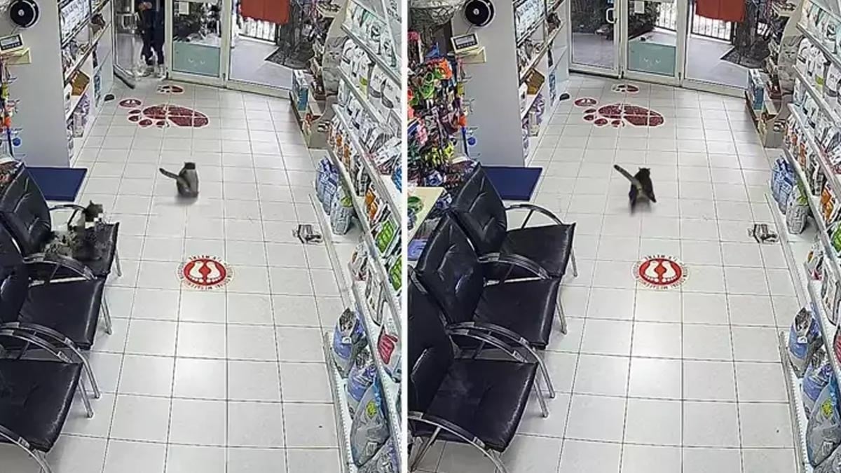 Veterinerdeki kedi dehşete kapıldı! Art arda üç kere torpil attılar