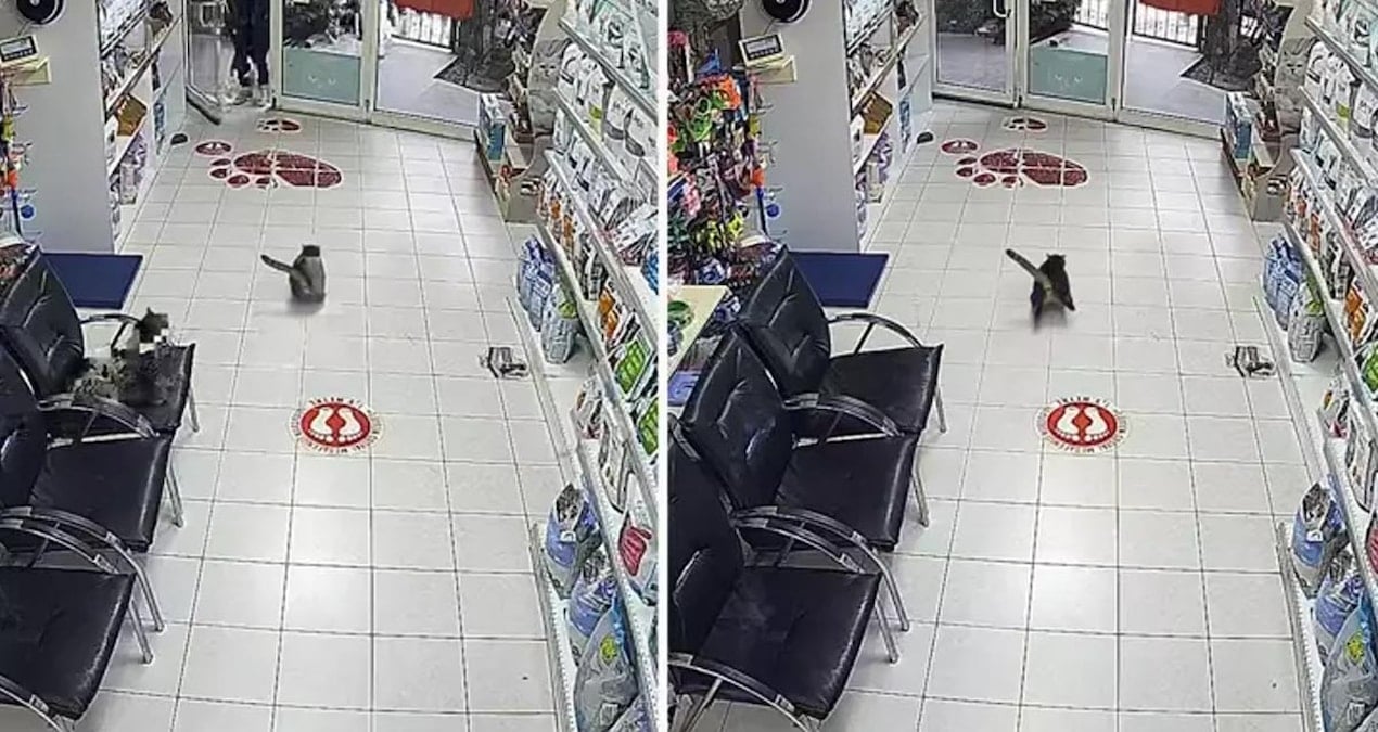 Veterinerdeki kedi dehşete kapıldı! Art arda üç kere torpil attılar