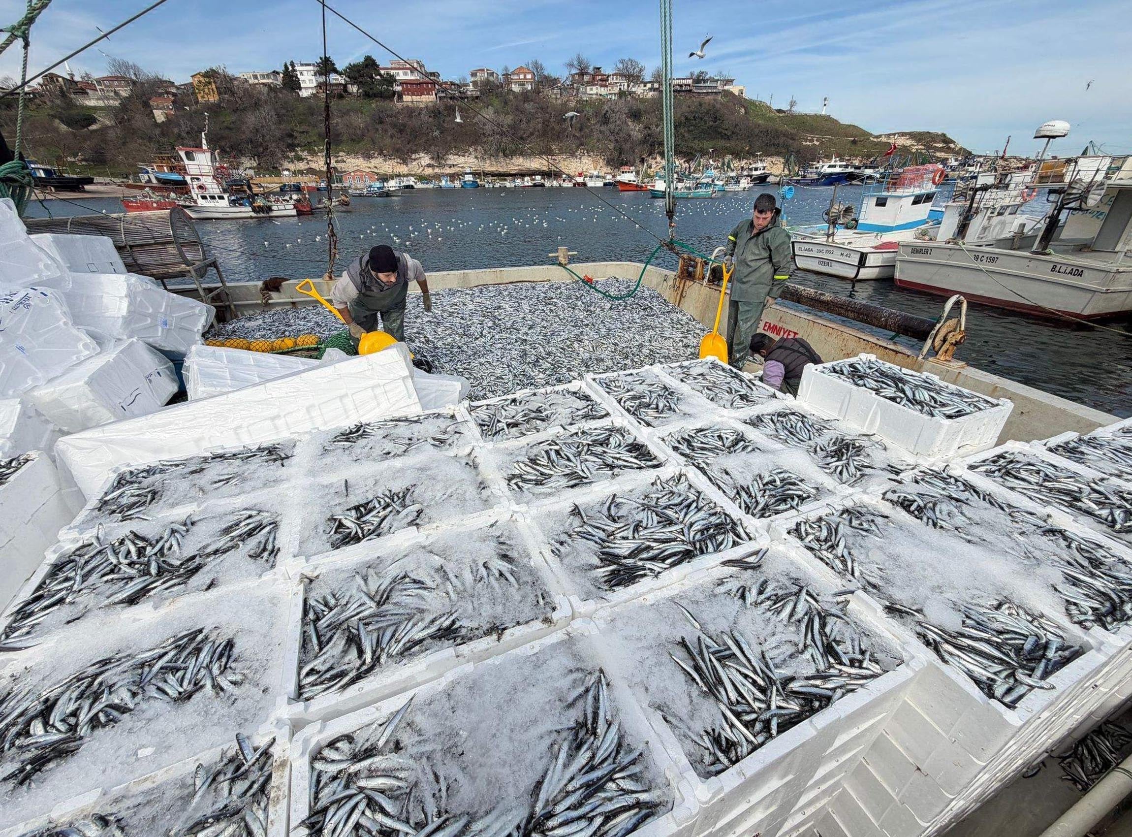 Balıkçılar 6 saatte servet sahibi oldu: Kamyon kamyon Türkiye'nin dört bir yanına götürülüyor