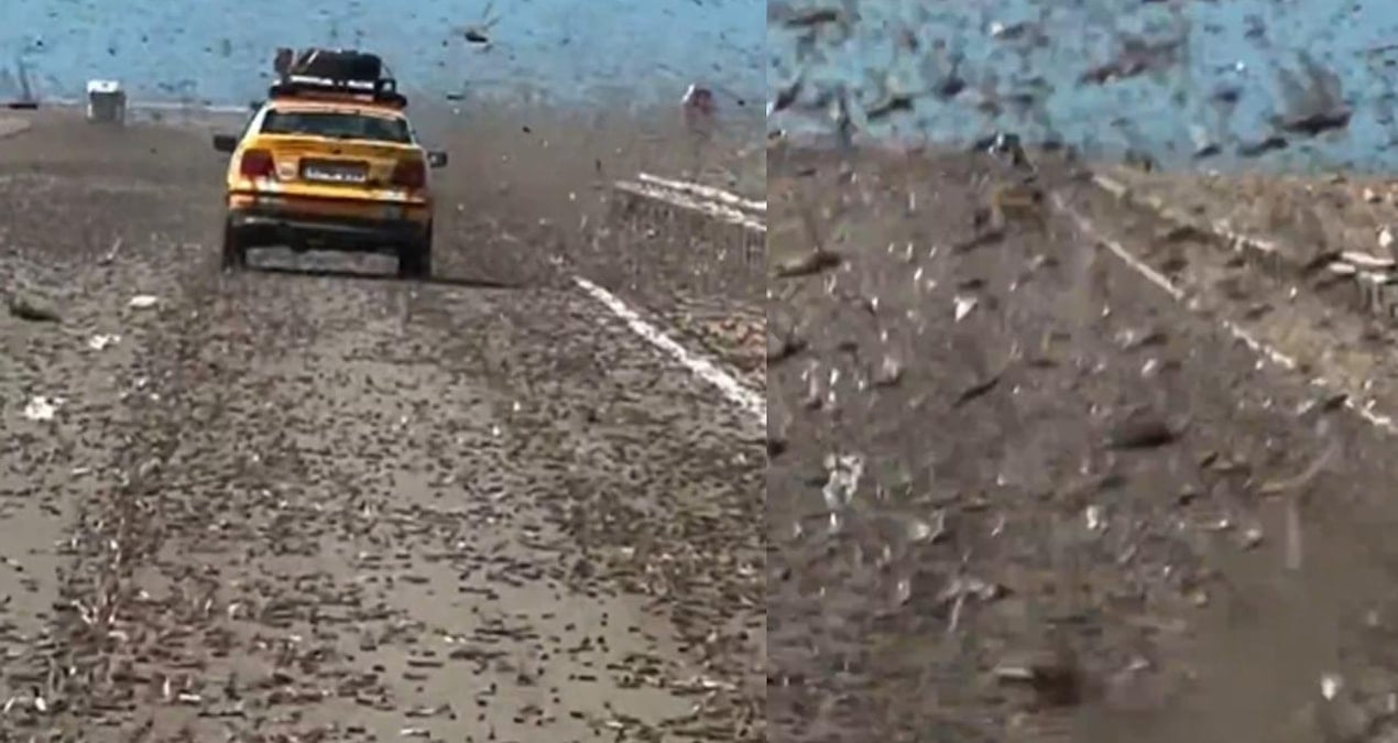 Kıyamet alameti gibi çekirge saldırısı