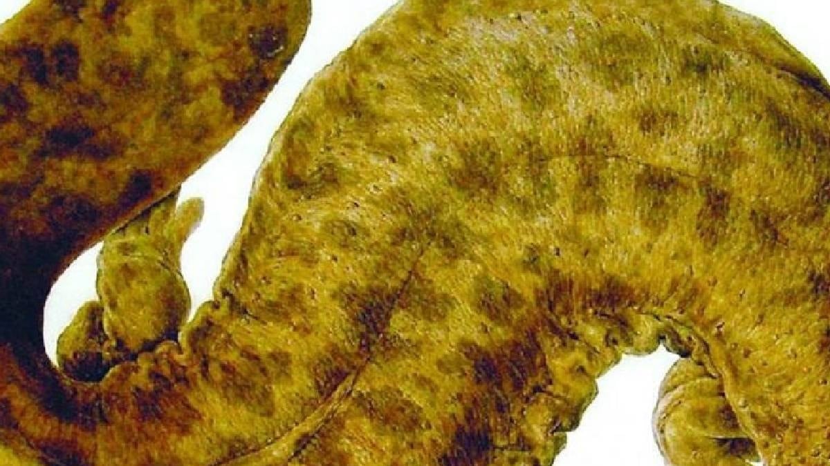 Japonların başı devasa kadim yaratıkla dertte: Japonya'ya büyük zarar veriyor