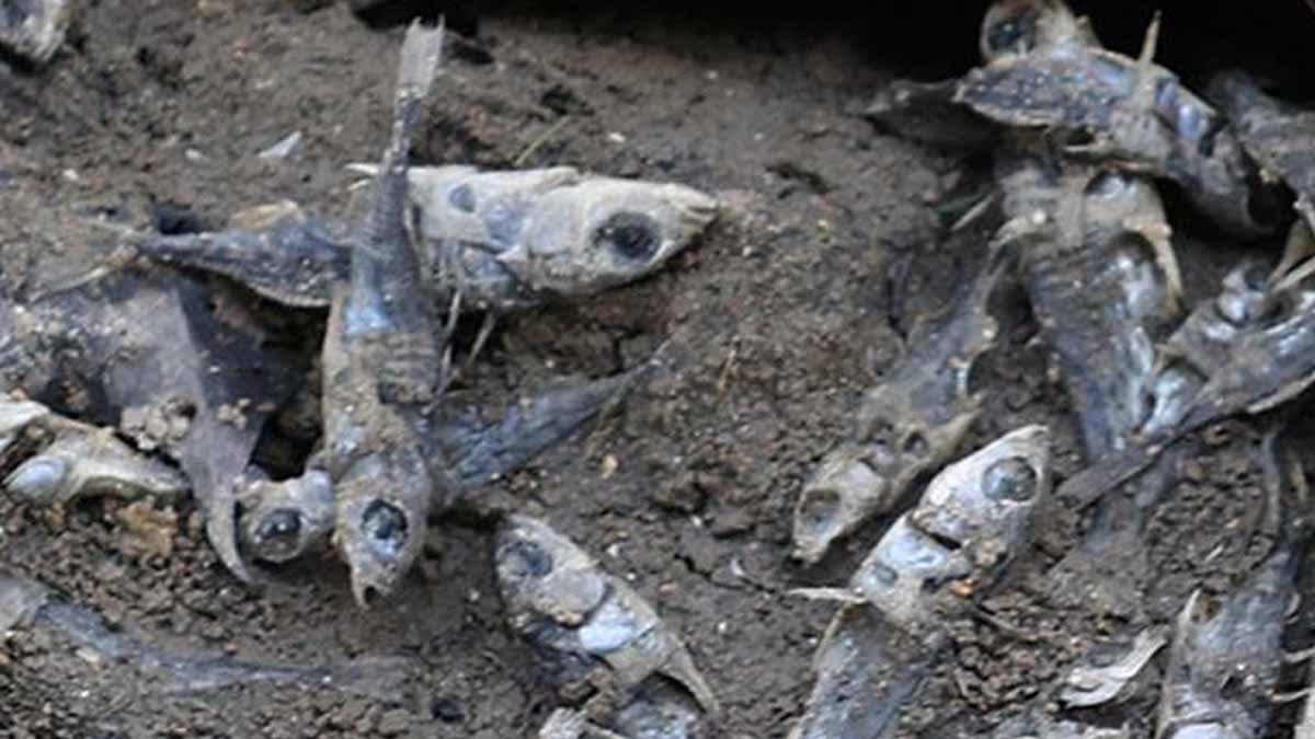 Kanal kurutuldu, yüzlerce balık sefil ölümle can verdi: Şirket 'buzun altında saklandılar' dedi