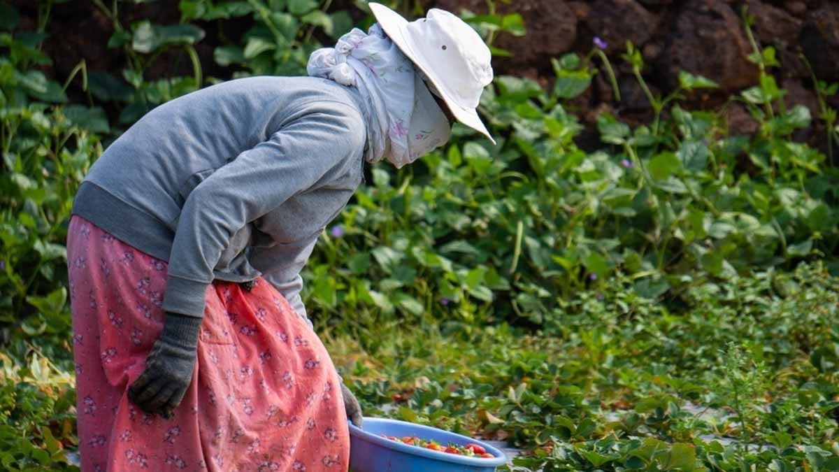 Bu meyvenin kilogram fiyatı 8 bine çıktı, değeri resmen altınla yarışıyor