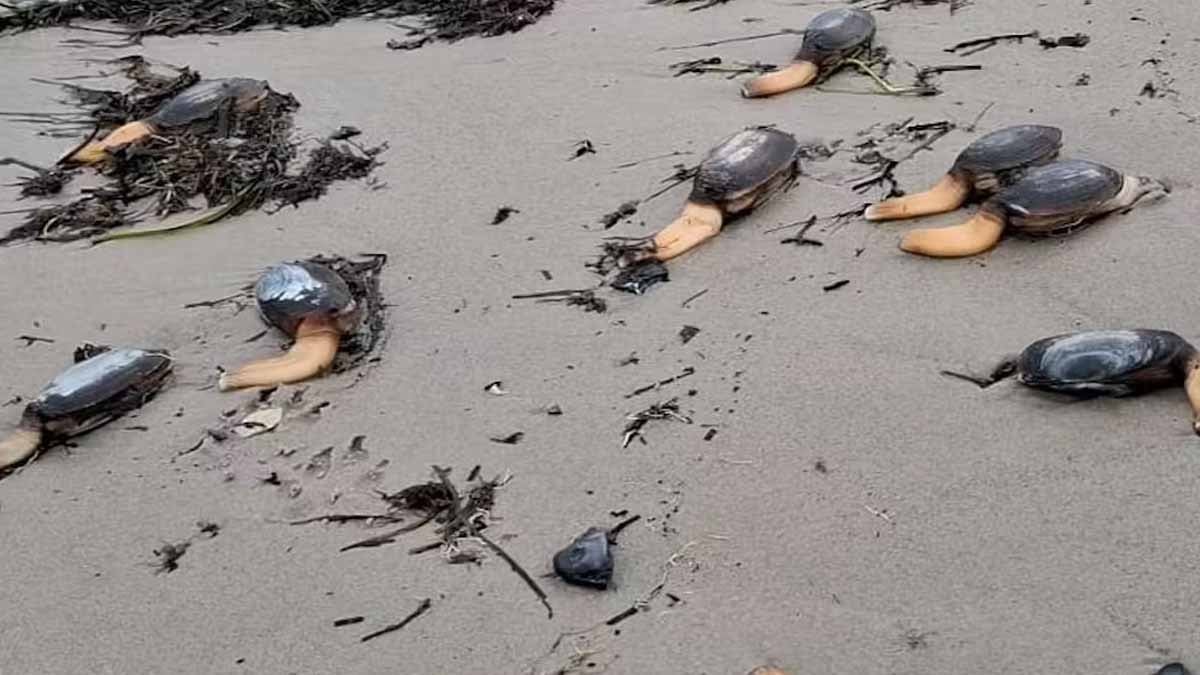 Deniz tabanı patladı, dev midyeler karaya aktı