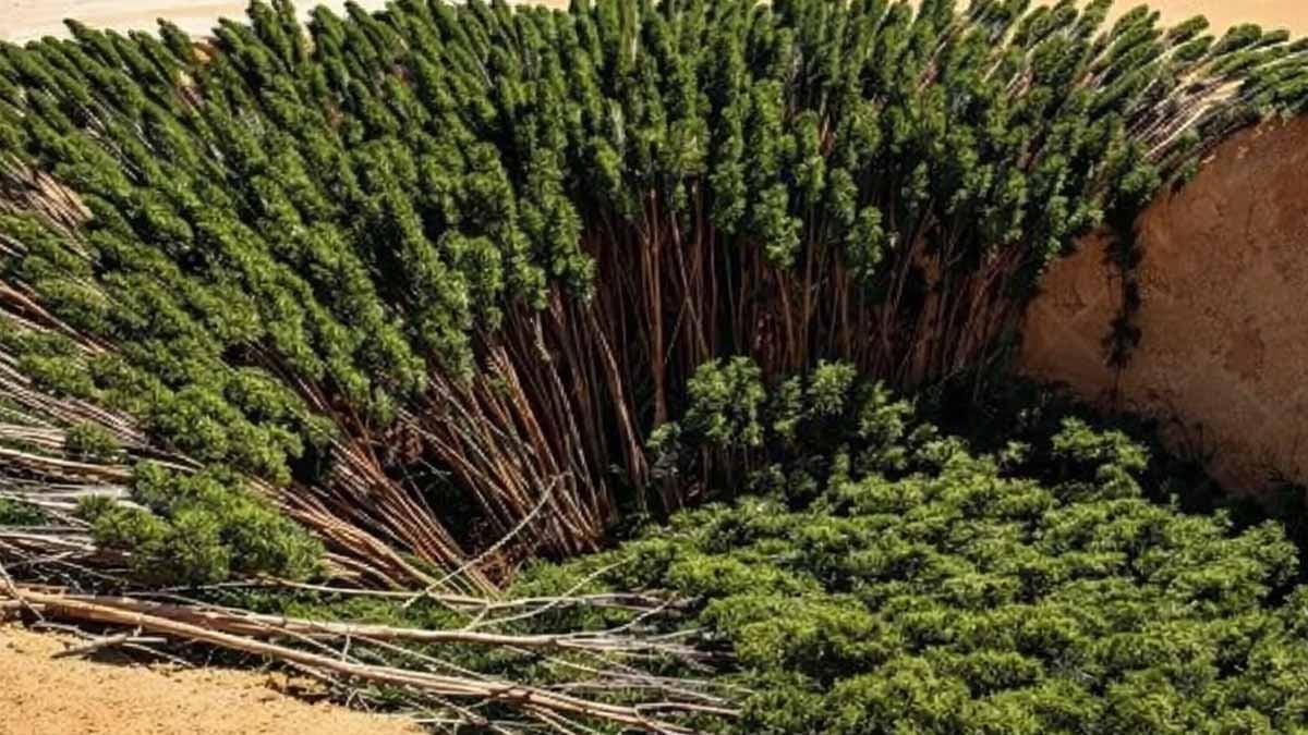 Çin'in dev projesi elinde patladı!