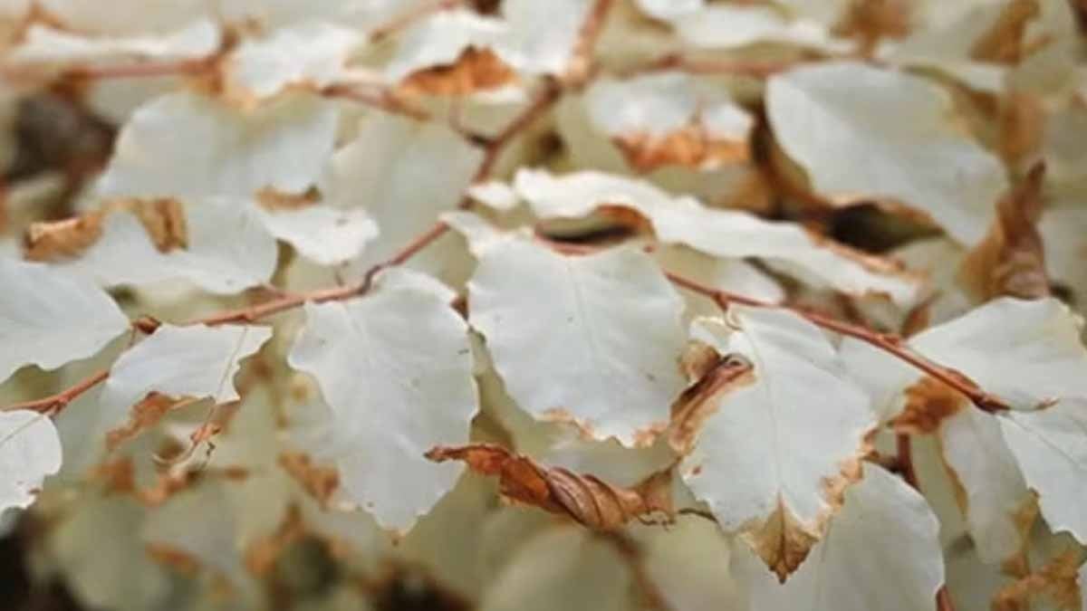 Ormanın derinliklerinde komşularının 'kanını emen' bir vampir bulundu