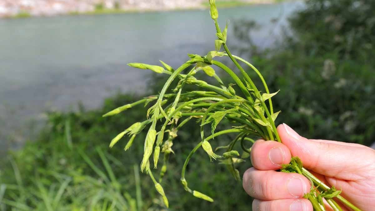 Ormana giren 53 bin lirayla çıkıyor: Michelin şefleri kapışırken, halka bedavaya topluyor 