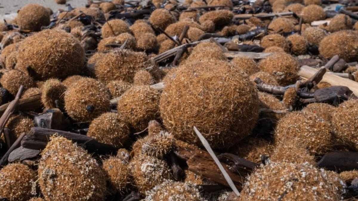 Yürüyüş yaparken ayağınıza takılırsa sakın dokunmayın