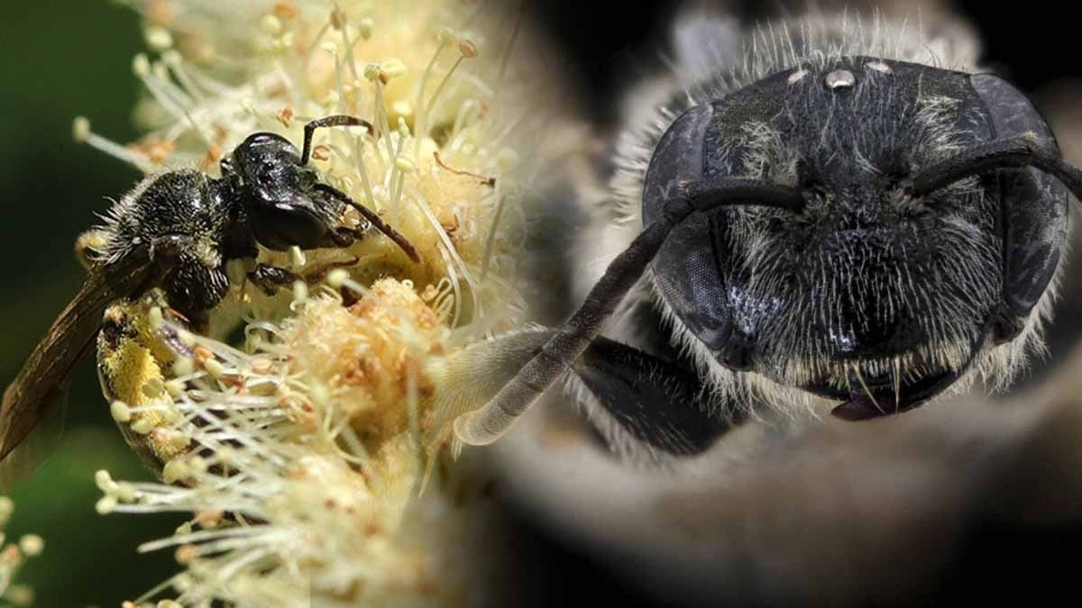 1904'ten beri kayıptı: 'Ölümcül mantar' kurbanı arı 120 yıl sonra geri döndü