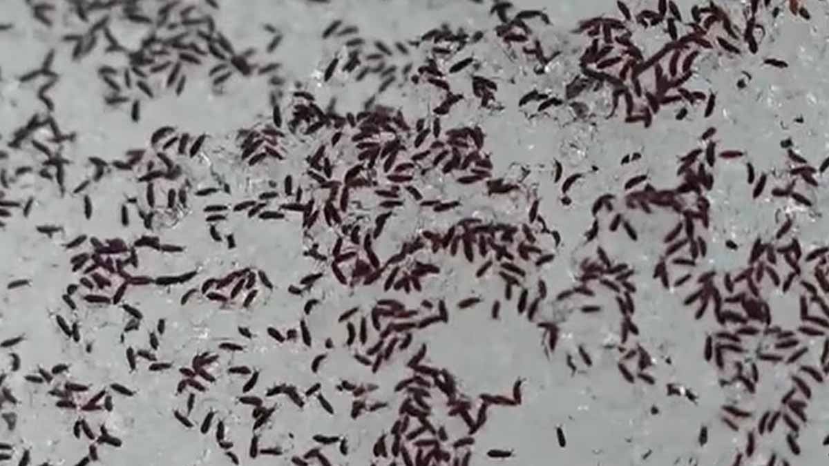 Bembeyaz kar bir andak karardı: Görenler is sanmıştı, toprağın altından milyonlarcası fırladı