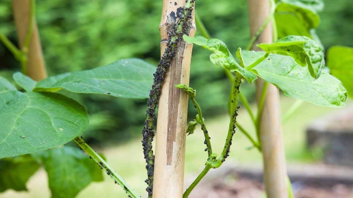 Türklerin favorisi, Almanya'da 'Yılın Zehirli Bitkisi' seçildi