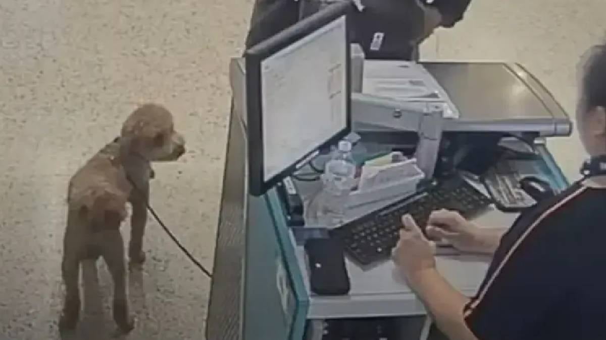 Uçağa alınmayan köpeğini bilet gişesine bağlayıp uçağa doğru koştu: Havalimanında yürek sızlatan görüntüler