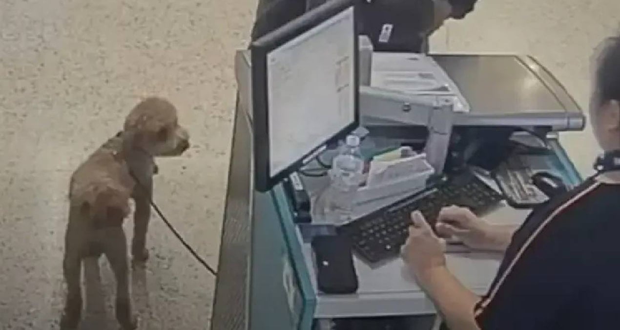 Uçağa alınmayan köpeğini bilet gişesine bağlayıp uçağa doğru koştu: Havalimanında yürek sızlatan görüntüler