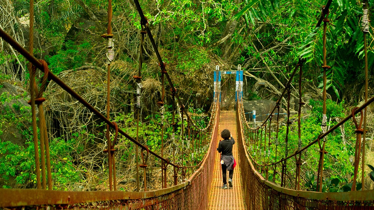 Çivi yok, çelik yok, beton yok: Bu köprüyü insanlar yapmıyor