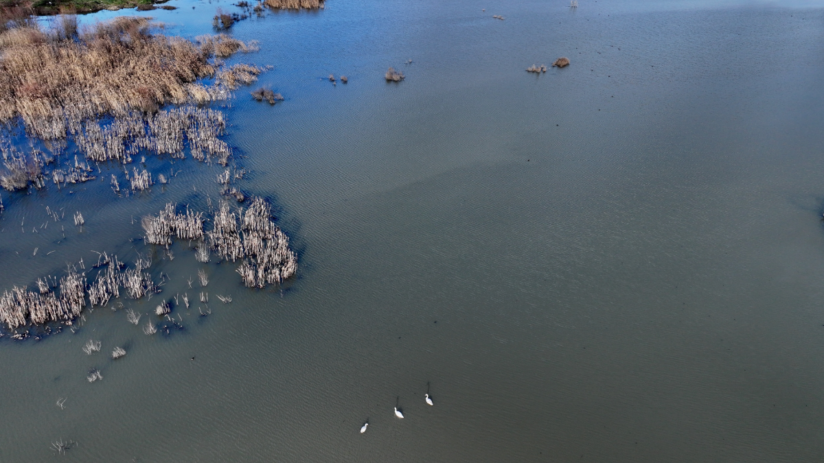 Göç yolunda yorgun düşen kuğular doğa ekiplerinin gözetiminde