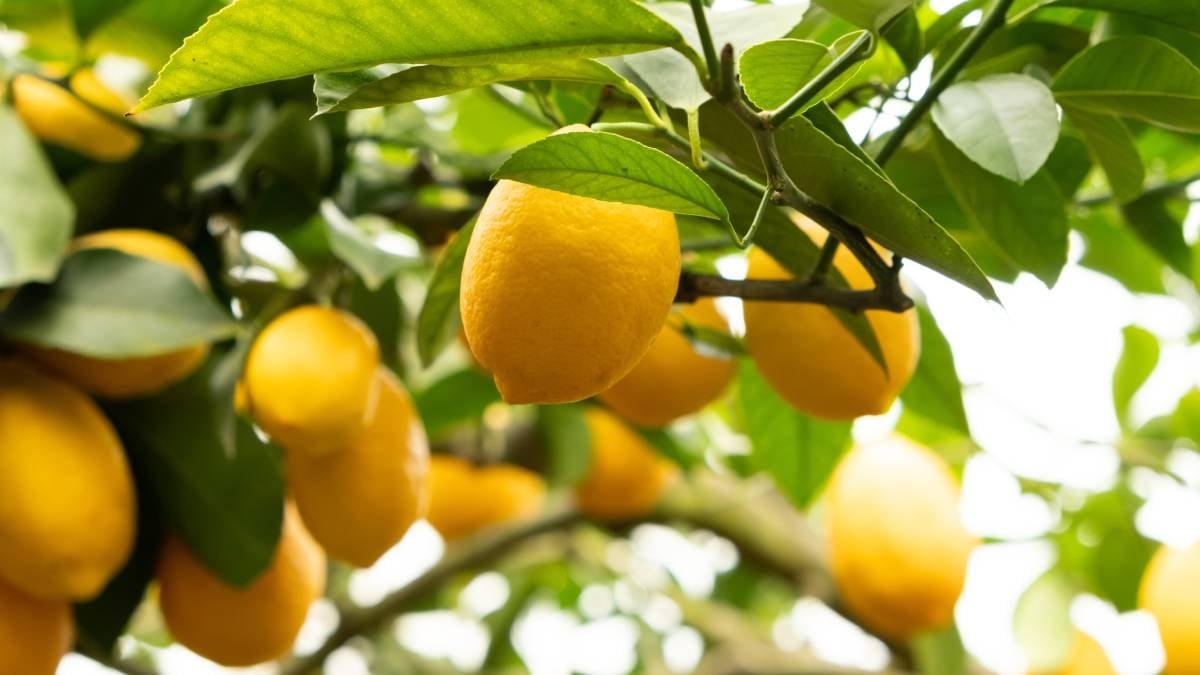 Limon ağaçlarına bunu yapan hayatının hatasını yapar