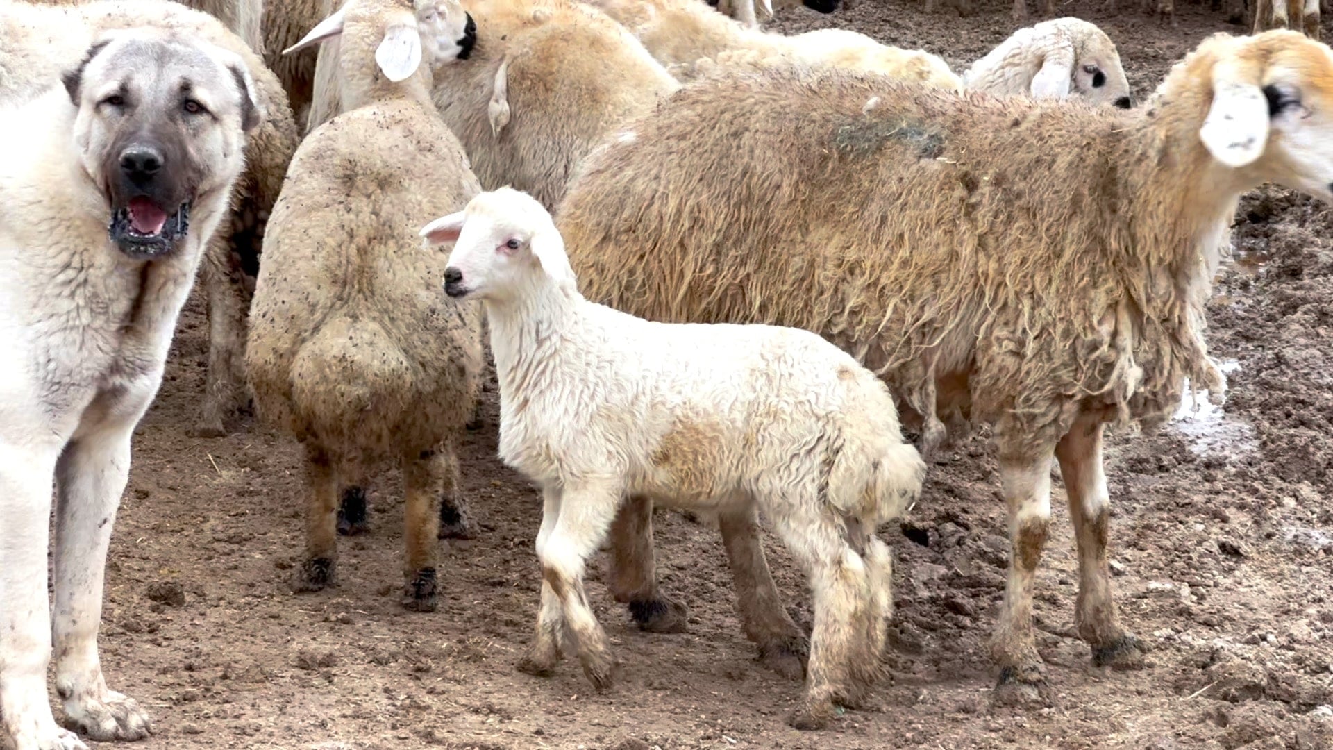 Malatya'da kuzular anneleri ile buluştu