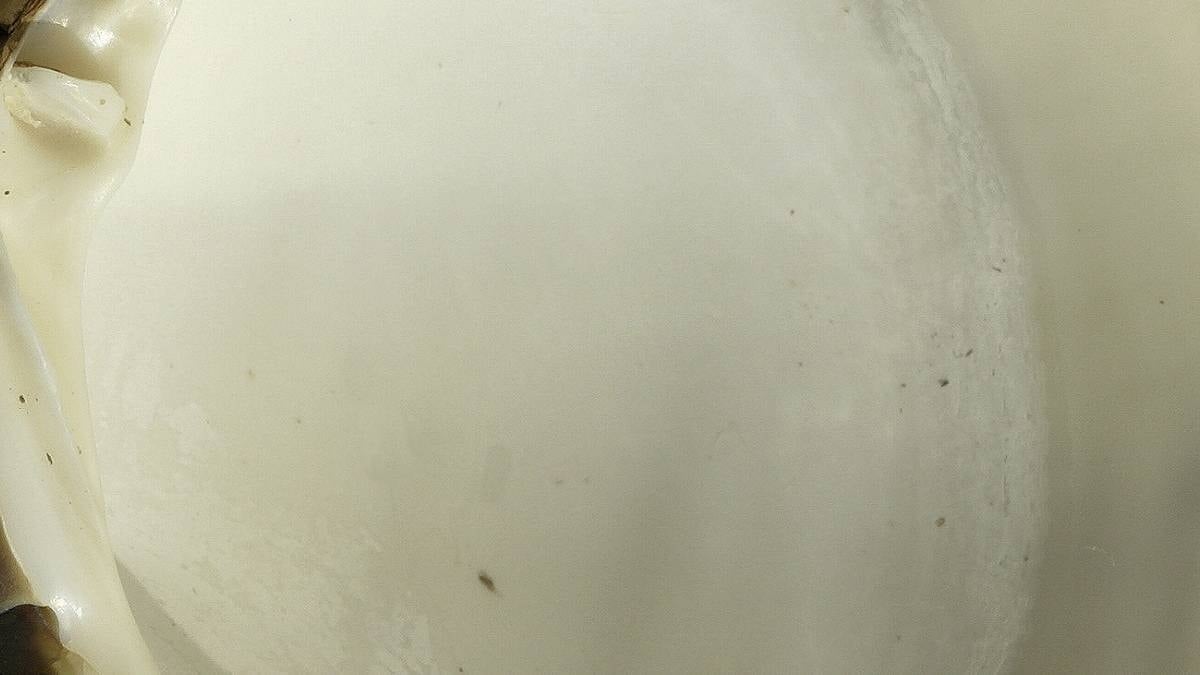 Dünyanın en yaşlı yaşayan canlısı: Tam 507 yaşında