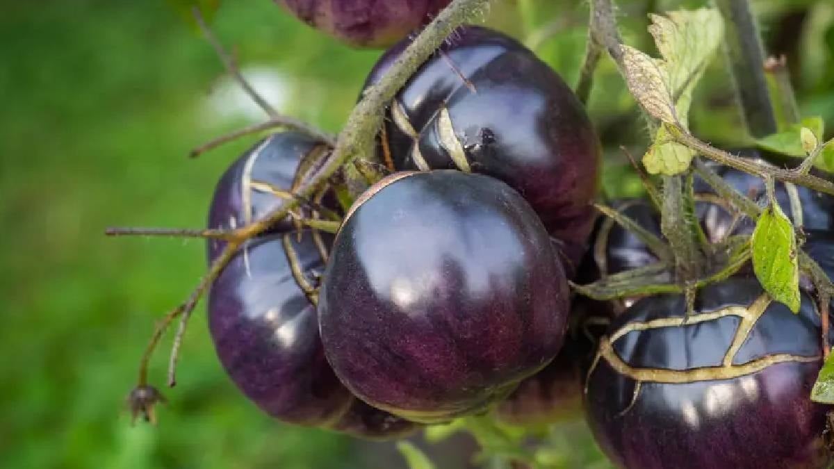 Mor domatesin hasadı başladı: Raflarda satışa çıktı