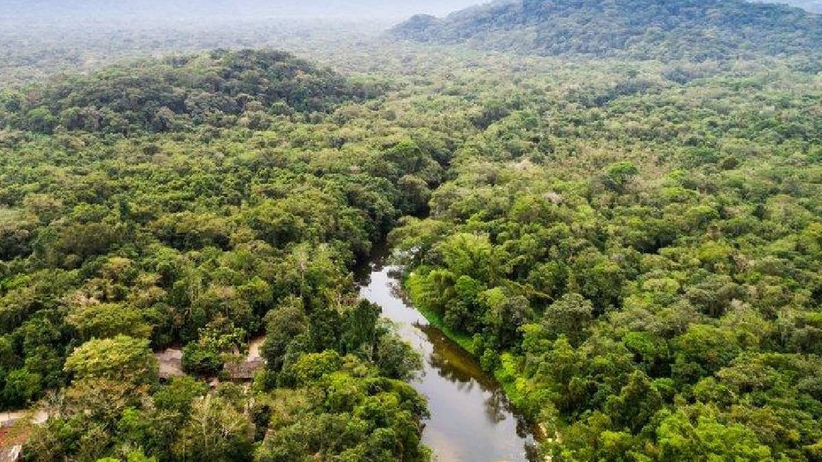 Dünyanın en uzun yaratığı bulundu: Bir ineği tek hamlede yutabilir