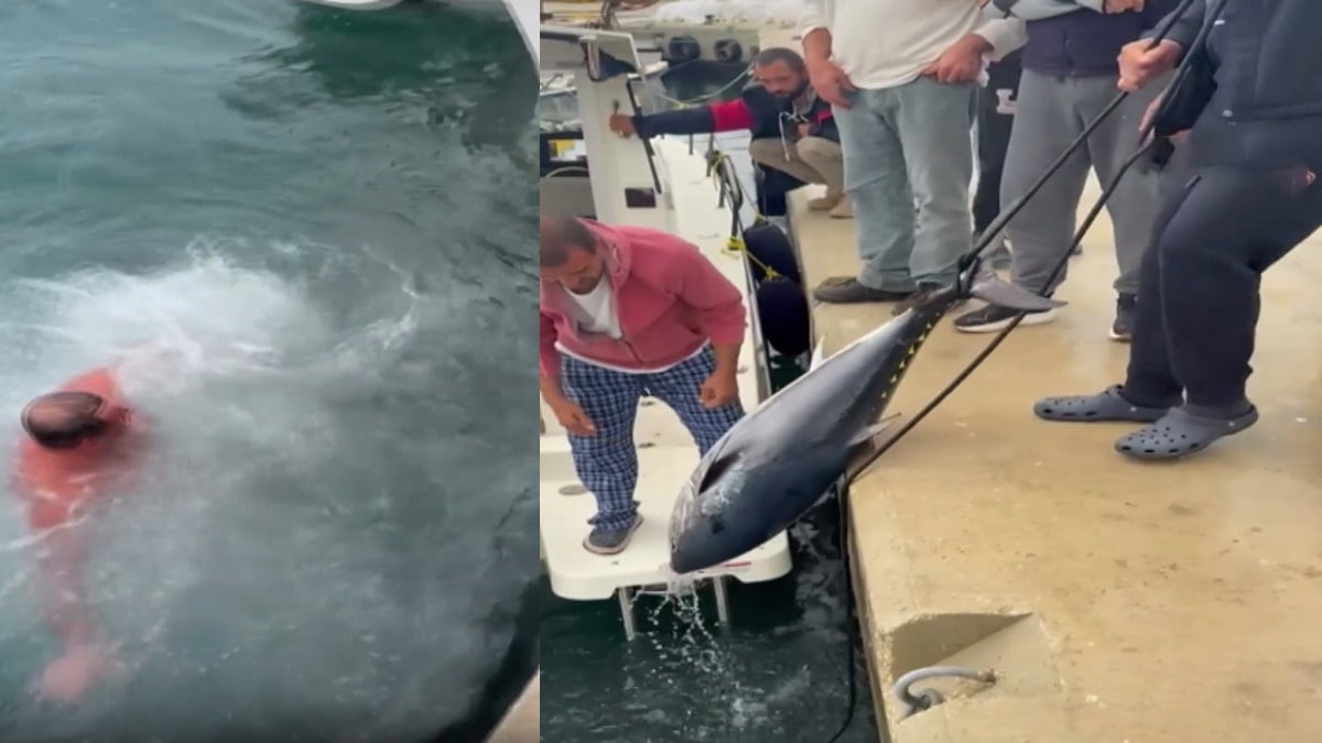 Soğuğa aldırış etmedi, suya girip orkinosu yakaladı