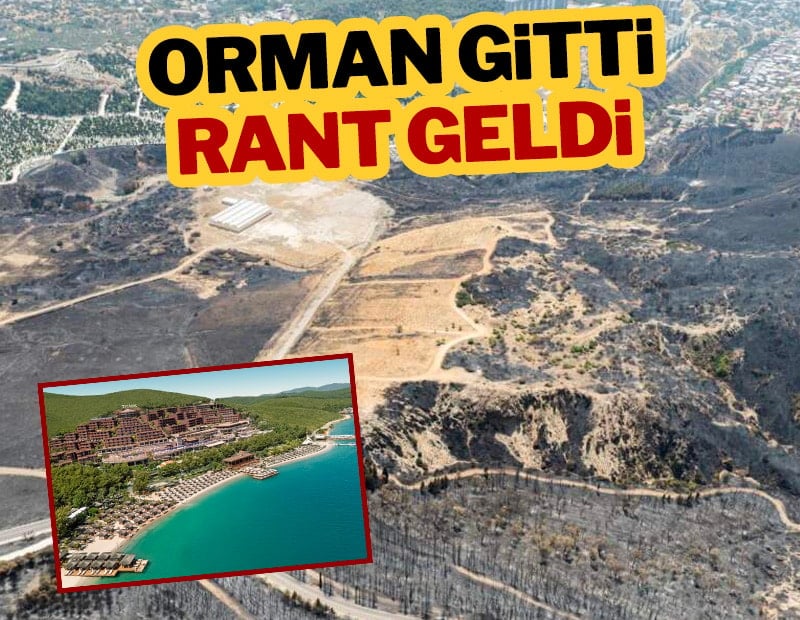 Orman gitti rant geldi