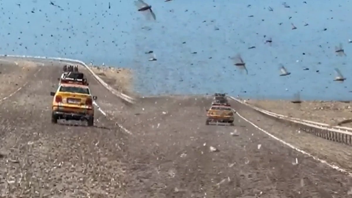 Gökten patır patır yağdılar: Karayolunu istila ettiler