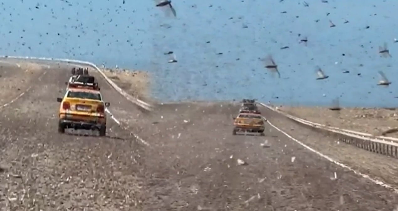 Gökten patır patır yağdılar: Karayolunu istila ettiler