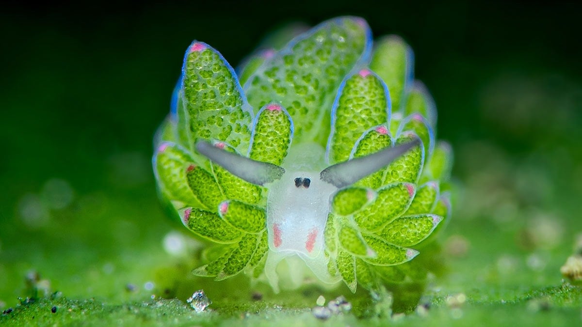 Denizlerin en tuhaf canlısı: Gören çizgi film karakteri sanıyor