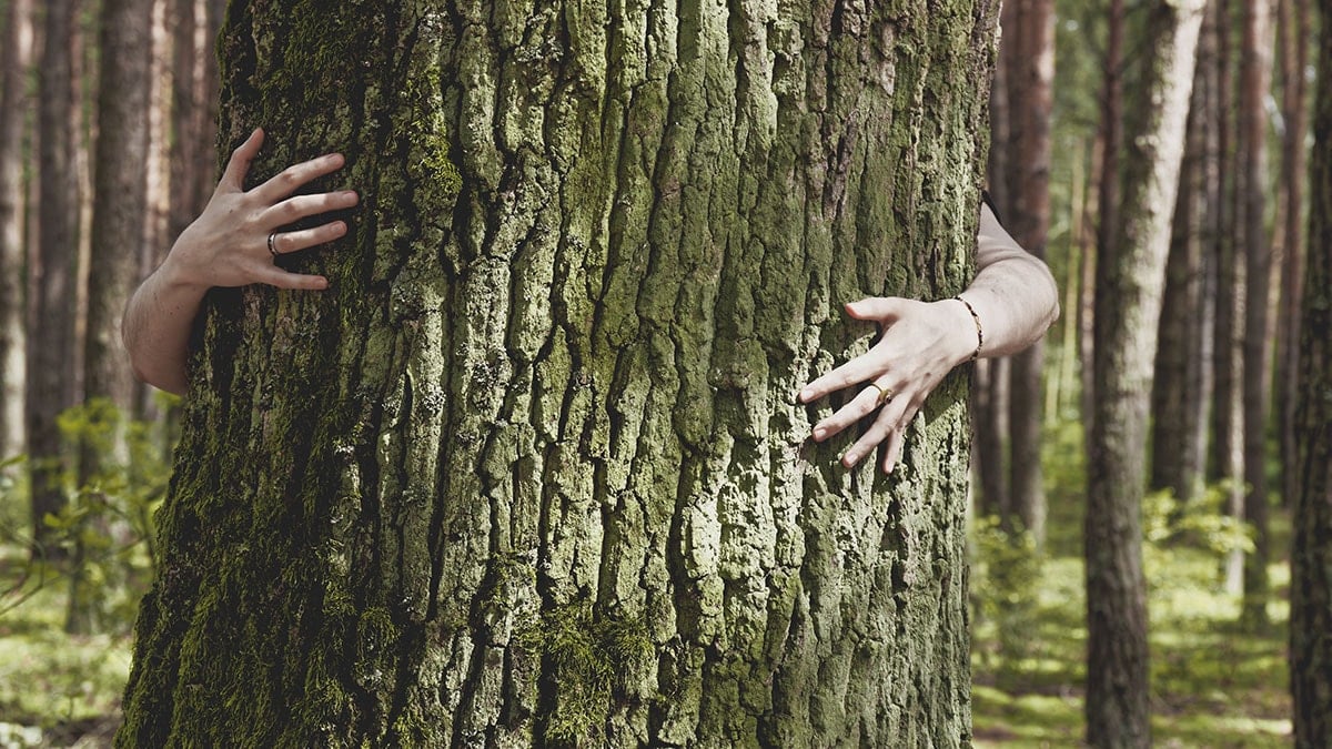 Su ve sabun yok ama tüm vücudu arındırıyor: Japonların 40 yıllık 'shinrin-yoku' sırrı