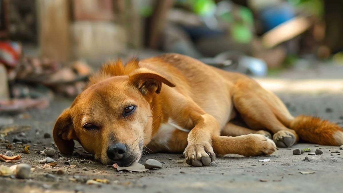 Bu büyükşehirde 27000 sokak köpeği toplatıldı
