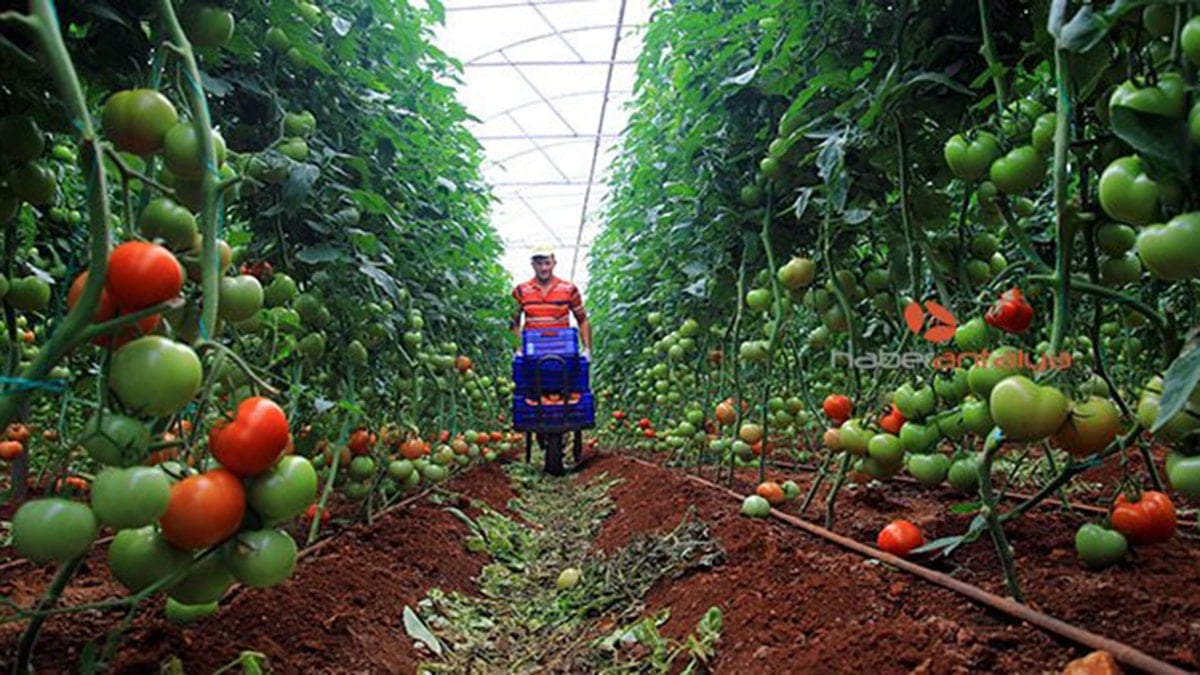 Köprüden önce son satış