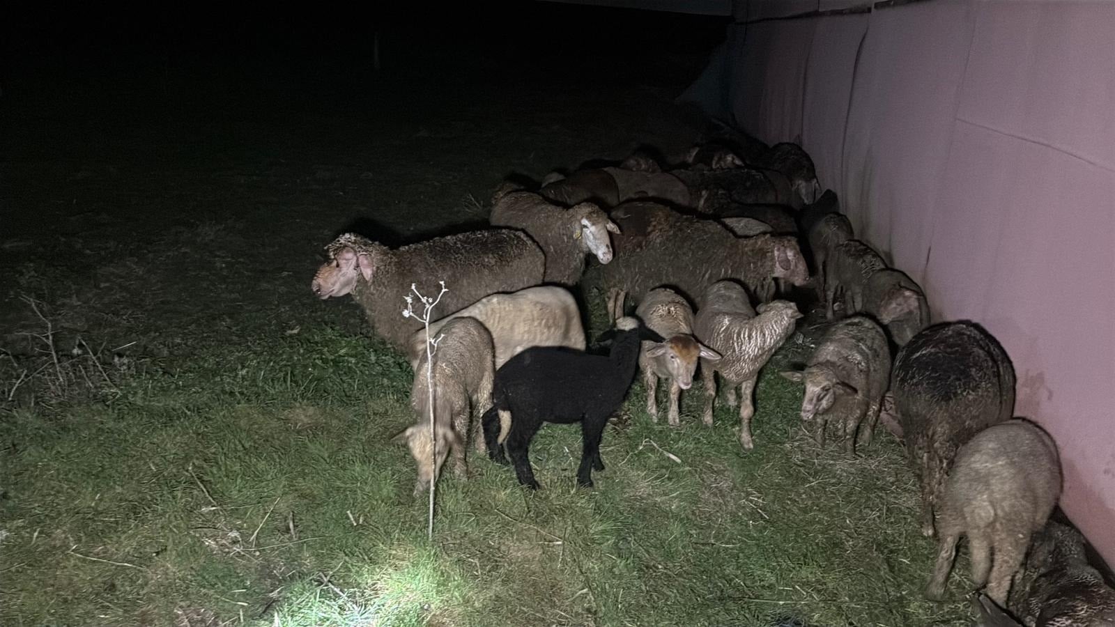 Tekirdağ'da çiftlik yangını: 60 küçükbaş öldü