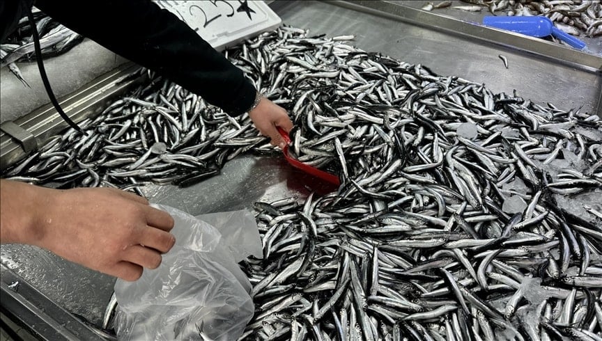 Rizeliler bu balığa akın ediyor: Kilosu 100 lira