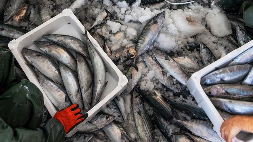 Palamutta büyük çöküş: Bir yılda 15 bin tondan 947 tona düştü