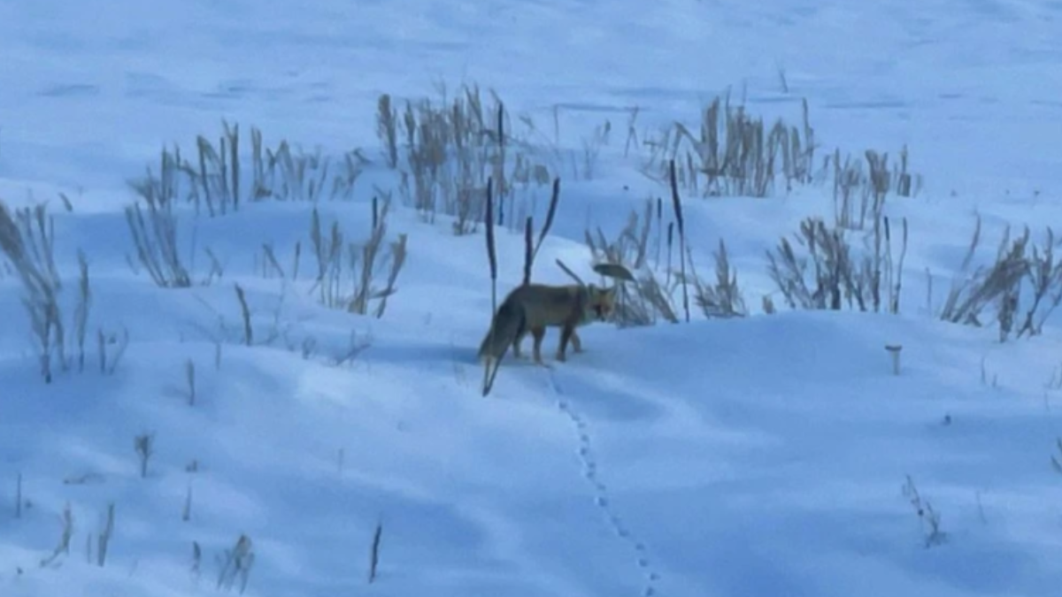 Kızıl tilkiler ortaya çıktı