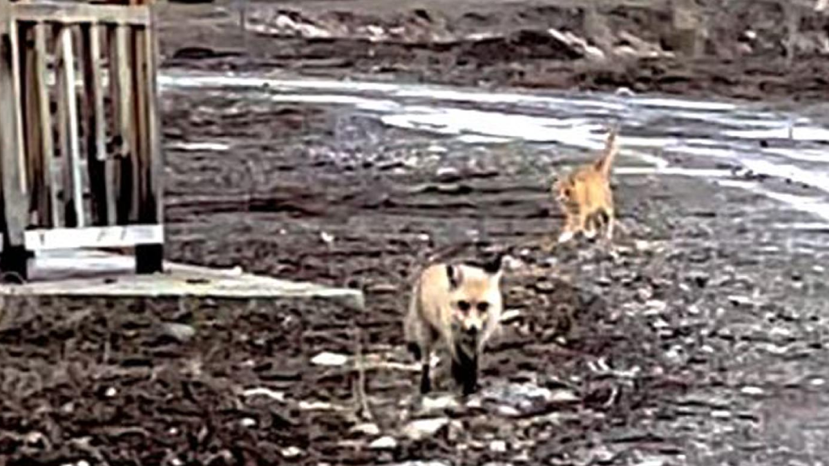 İki hayvanı yan yana görenler şaşkına döndü