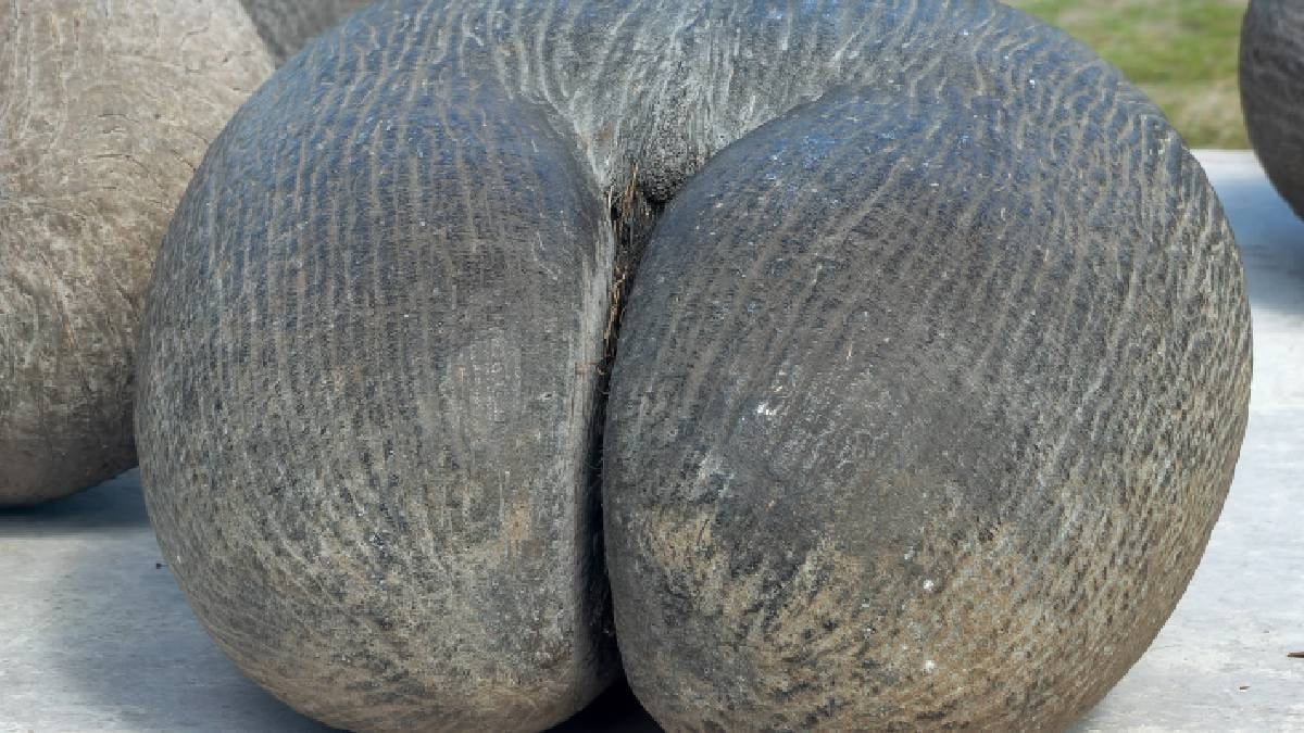 Dünyanın en büyük tohumu: 30 kiloyu geçiyor