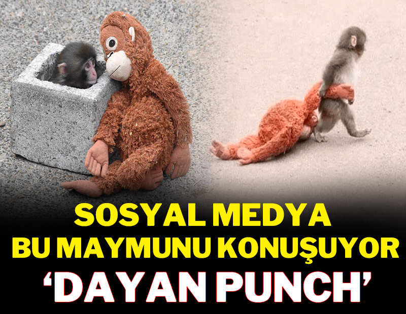 Sosyal medya bu maymunu konuşuyor: 'Dayan Punch'