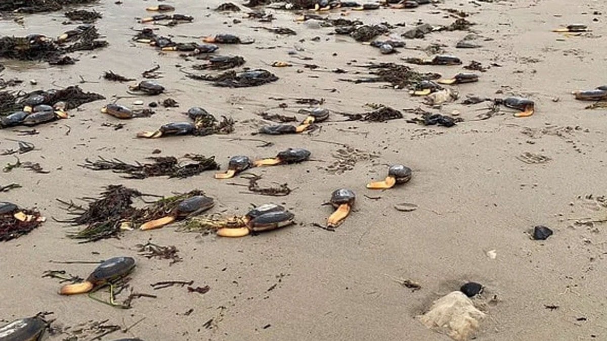 Binlerce tek bacaklı yaratık sahile vurdu