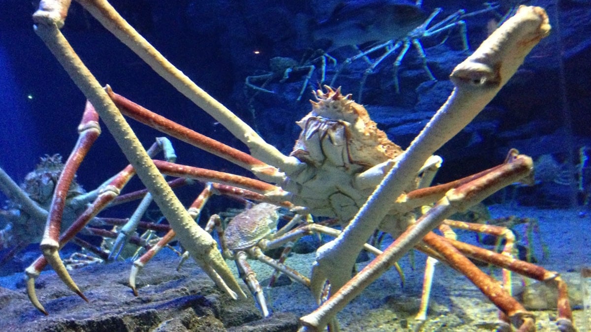Denizden çıkan devasa canavar: Boyu bir otomobille yarışıyor