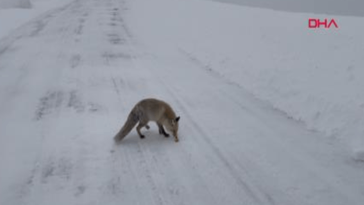 Belediye başkanı aç tilkiyi elleriyle besledi