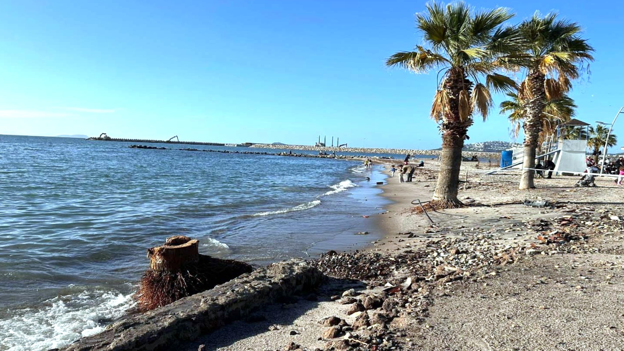 Koruyamadık keselim zihniyeti: Bodrum’un asırlık palmiyeleri ölüyor