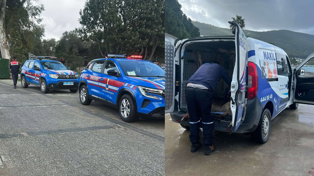 İki köpeği silahla öldüren şahıs hakkında tutuklama kararı çıktı,zanlı kaçtı