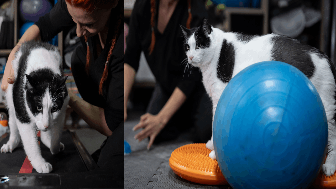 Boncuk 12 kiloyu görünce platese başlattılar!